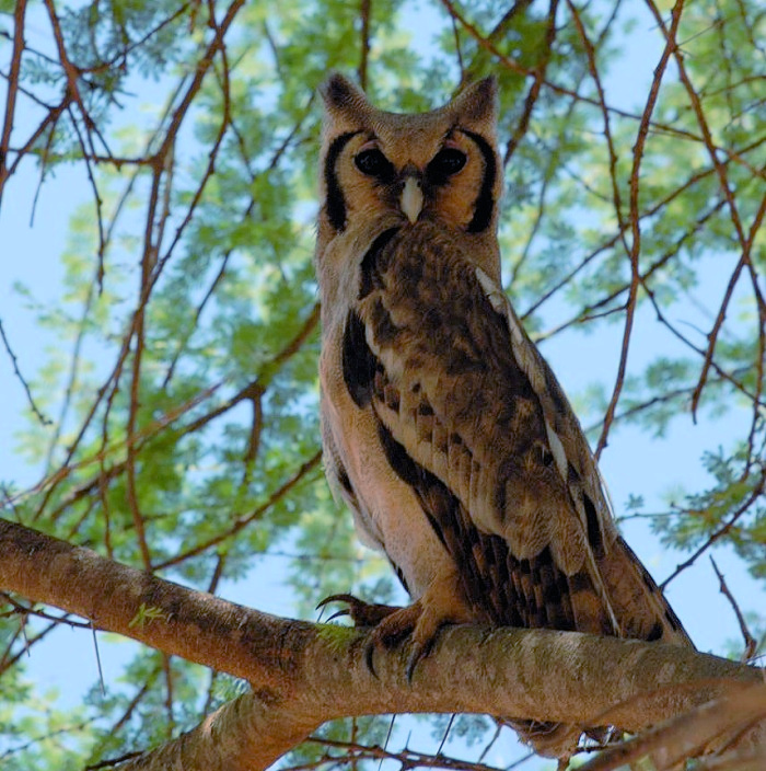 Side view of a Verreaux's Eagle Owl looking towards us by Sharon Camilleri