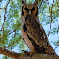 Verreaux's Eagle Owl