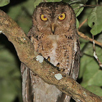 Wallace's Scops Owl