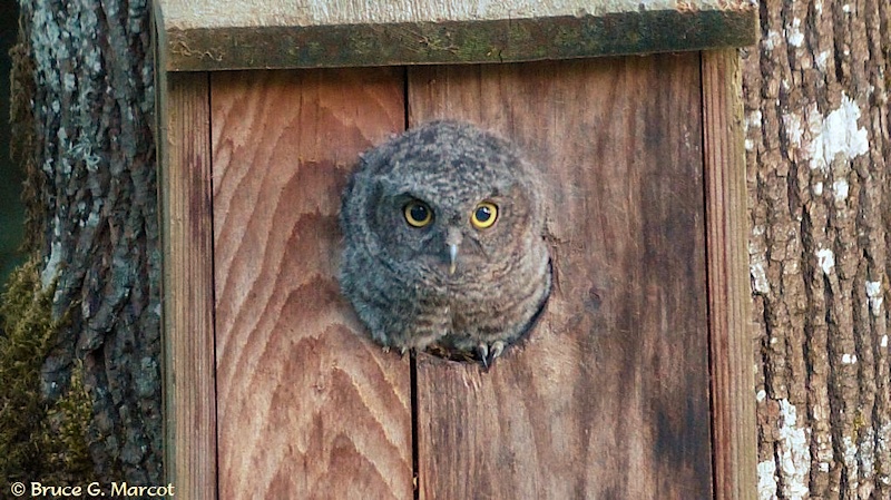 A fluffy juvenile Western Screech Owl pops out from a nest box by Bruce Marcot