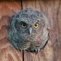 Western Screech Owl