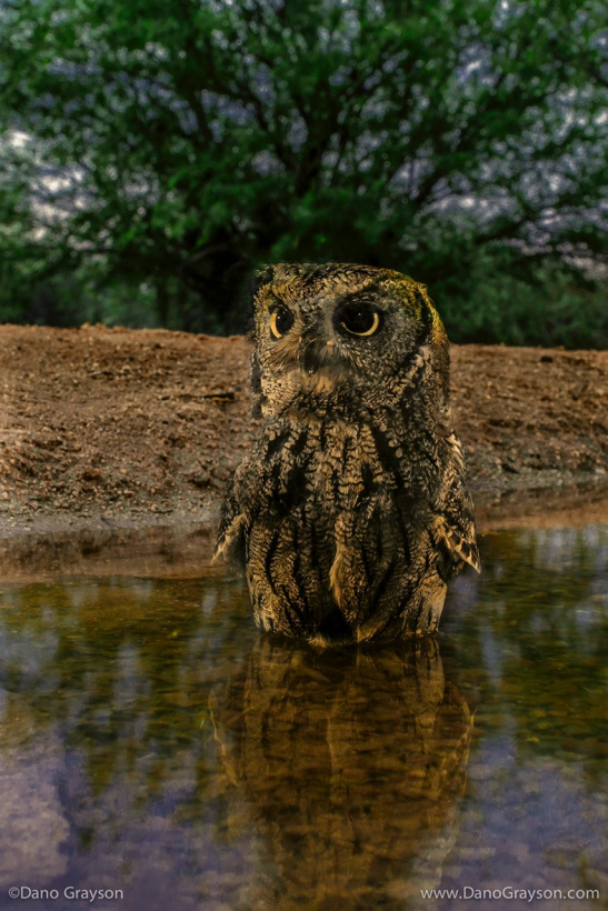 Close view of a Western Screech Owl bathing in a creek by Dano Grayson