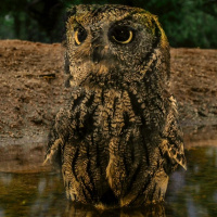 Western Screech Owl