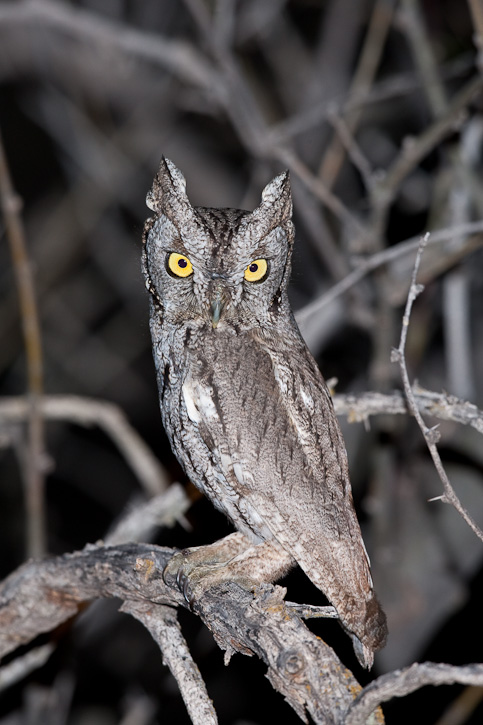 Side profile of a Western Screech Owl with its ear tufts up, looking at us by Greg Lasley