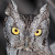 Western Screech Owl