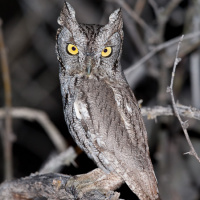 Western Screech Owl