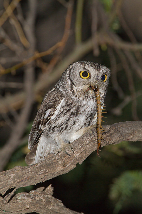 Western Screech Owl with a centipede in its beak by Greg Lasley