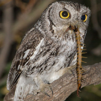 Western Screech Owl