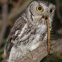 Western Screech Owl