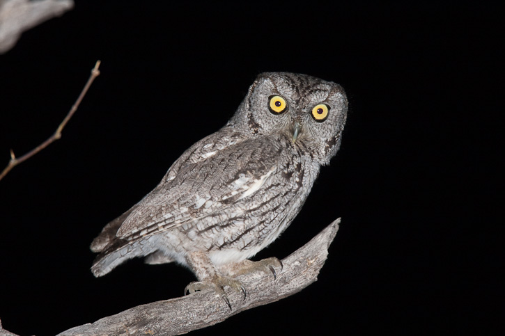 Side profile of a Western Screech Owl with its head turned toward us by Greg Lasley