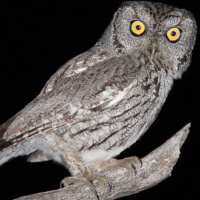 Western Screech Owl