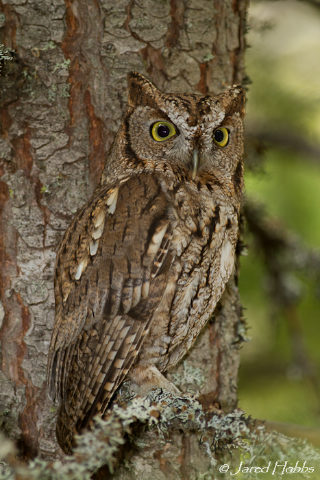 Side profile of a Western Screech Owl with its head turned toward us by Jared Hobbs