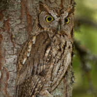 Western Screech Owl