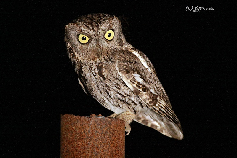 Western Screech Owl perched on a rusty post looking sidways by Jeff Cartier