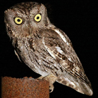 Western Screech Owl