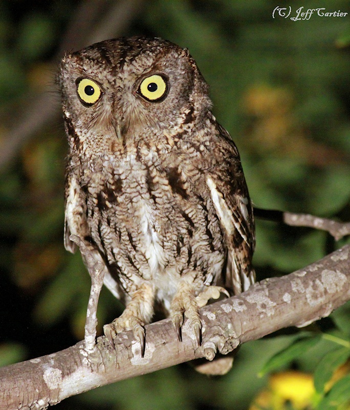 Close up photo of a Western Screech Owl on a branch at night by Jeff Cartier