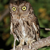 Western Screech Owl