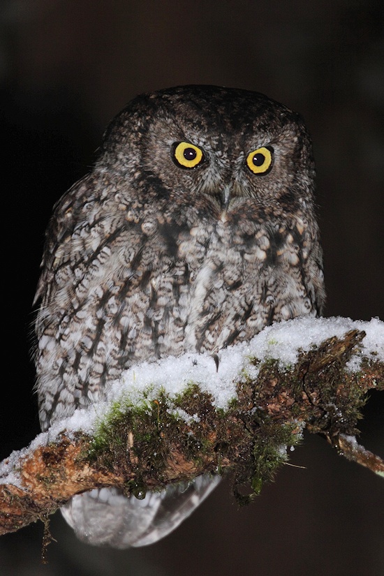 Western Screech Owl hunches down on a snow covered branch by Kameron Perensovich