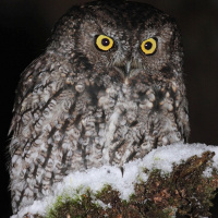 Western Screech Owl