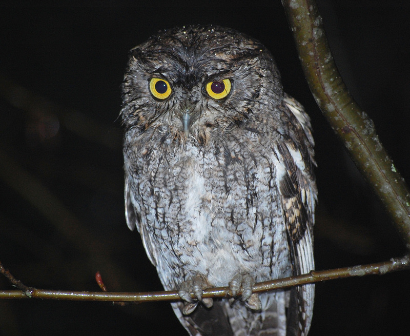 Close up of a wet Western Screech Owl perched on a thin branch by Kristian Skybak