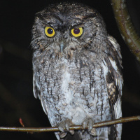 Western Screech Owl