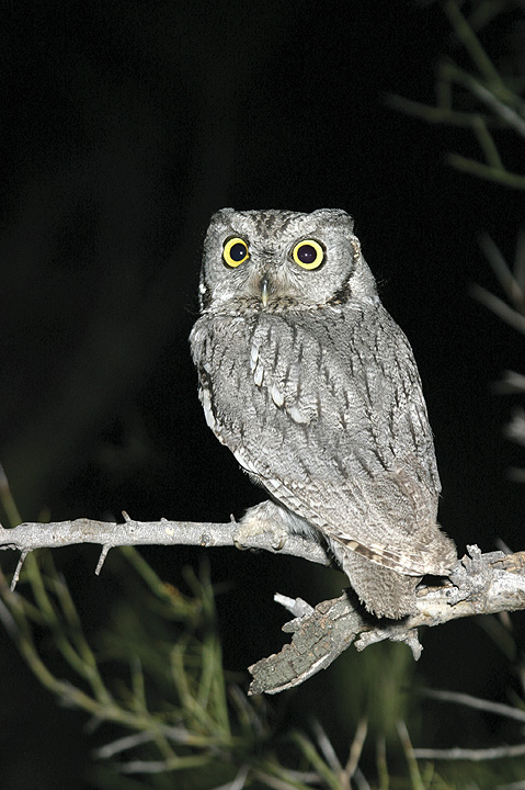 Back view of a Western Screech Owl looking back over its shoulder by Rick & Nora Bowers