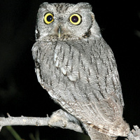 Western Screech Owl