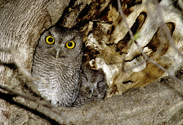 Baby Western Screech Owls in a tree hollow, one is asleep, the other looking out by Rick & Nora Bowers