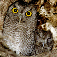 Western Screech Owl