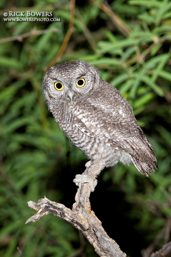 Young Western Screech Owl perched high on an exposed tree branch by Rick & Nora Bowers