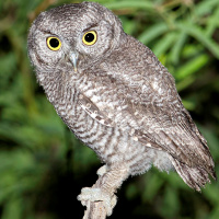 Western Screech Owl