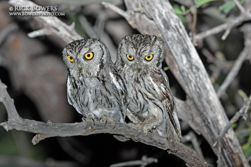 Two Western Screech Owls perched together on a bare branch at night by Rick & Nora Bowers