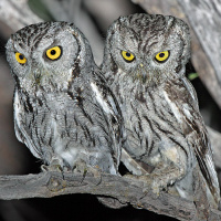 Western Screech Owl