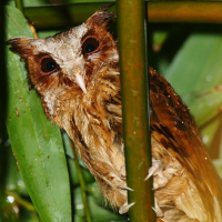 White-fronted Scops Owl