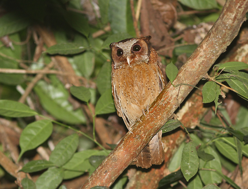 Photo of a White-fronted Scops Owl on a branch at night by Peter Ericsson