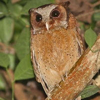 White-fronted Scops Owl