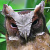 White-fronted Scops Owl