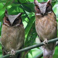 White-fronted Scops Owl