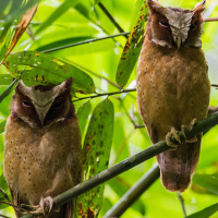 White-fronted Scops Owl