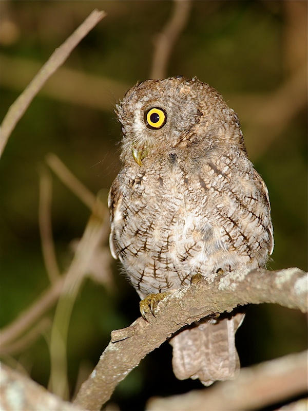 Whiskered Screech Owl looking to the side by Alan Van Norman