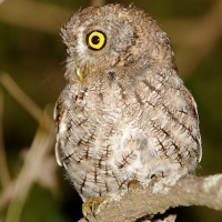 Whiskered Screech Owl