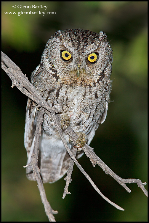 Close view of a Whiskered Screech Owl perched on a twig by Glenn Bartley
