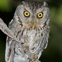 Whiskered Screech Owl