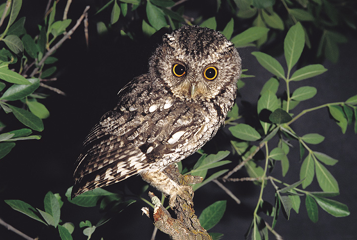 Whiskered Screech Owl perched on a leafy branch at night by Rick & Nora Bowers