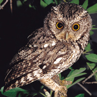 Whiskered Screech Owl