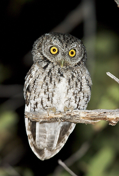 Whiskered Screech Owl perched on a broken branch at night by Rick & Nora Bowers