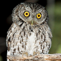 Whiskered Screech Owl