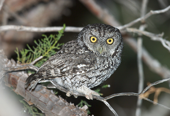 Side view of a Whiskered Screech Owl looking towards us by Rick & Nora Bowers