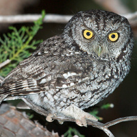 Whiskered Screech Owl