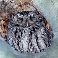 Whiskered Screech Owl